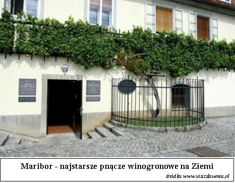 Maribor   Dom Starego Pnacza